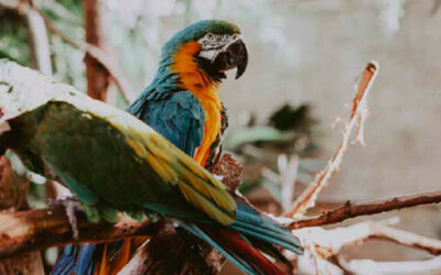 Grupo de investigación GRUPO DE INVESTIGA CIÓN EN BIODIVERSIDAD Y DESARROLLO AMA ZONICO, BYDA